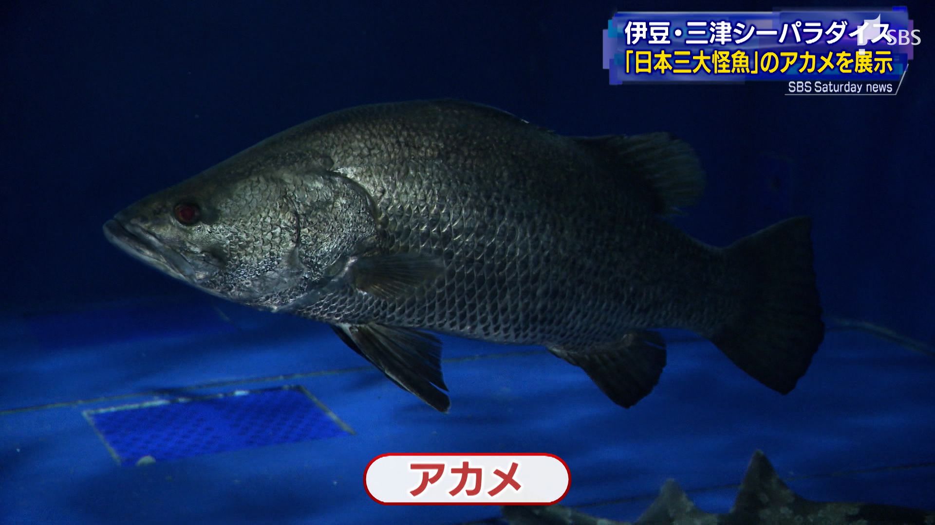 日本三大怪魚 釣り人に人気の「アカメ」 伊豆・三津シーパラダイスで展示（静岡県） | TBS NEWS DIG