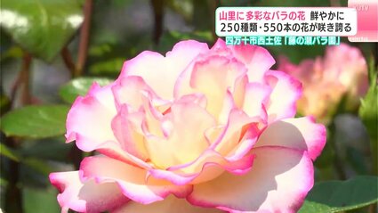 山里に多彩なバラの花 賑やかに250種類・550本の花が咲き誇る 四万十市