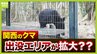 【天橋立でクマ目撃】「今は生息範囲が複雑に広がる時期」関西で出没エリア拡大の可能性も？大阪は「淀川の河川敷をつたって…」神戸・姫路は「生息できる質の森林が…」【専門家解説】|TBS NEWS DIG