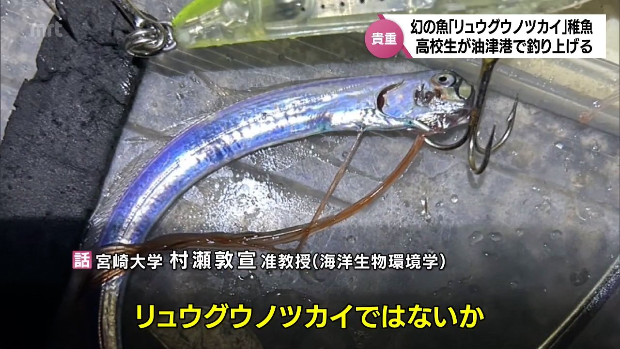 ペットボトルに入る大きさ 「幻の深海魚」リュウグウノツカイの稚魚
