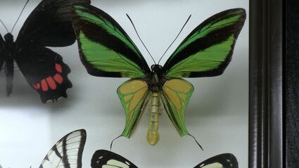 世界中から収集されたチョウの標本 約1万4千点が並ぶ展示会 倉敷市立