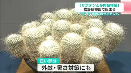 白いサボテン”など134鉢が牧野植物園に大集合！ 「サボテンと多肉植物