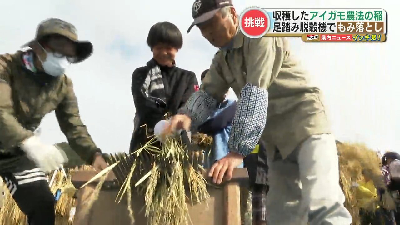 小学生が稲穂からもみを落とす作業『脱穀』体験 「千歯こき」や