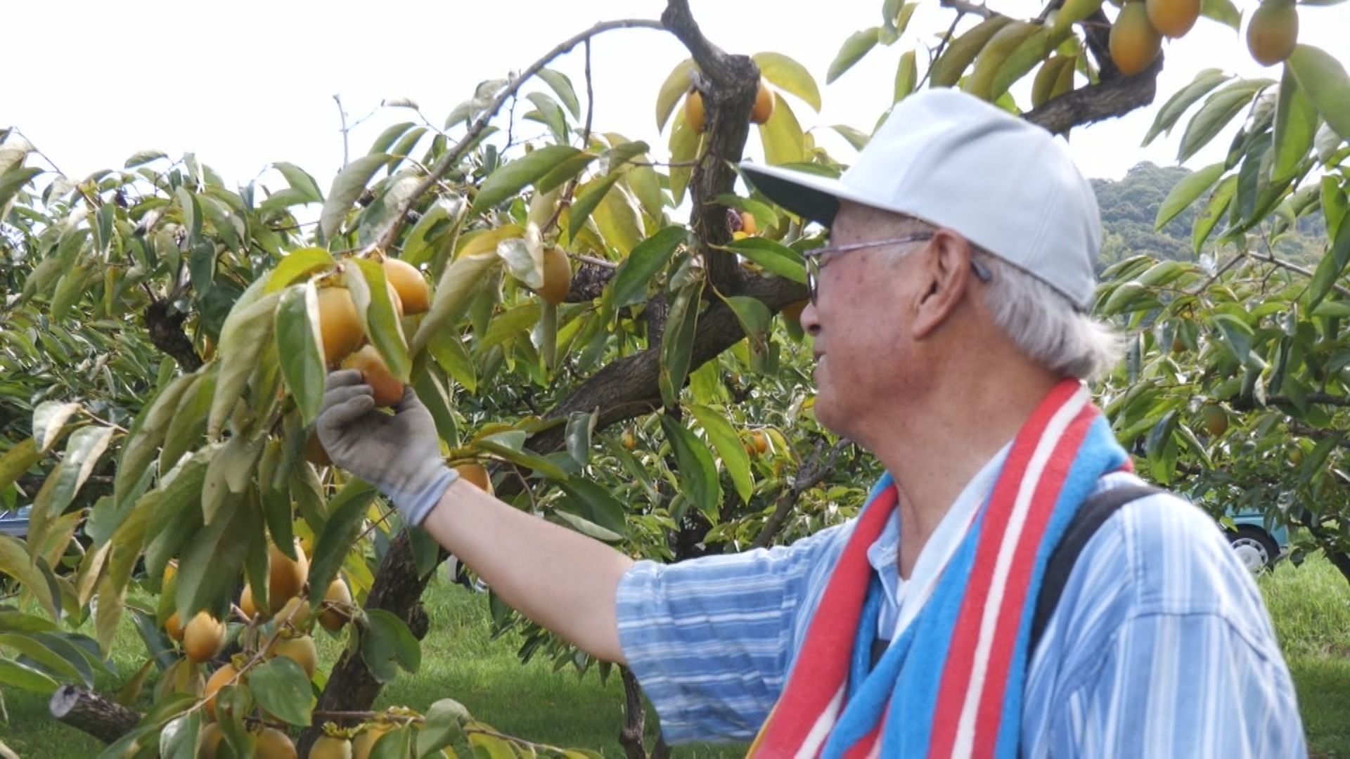 濃厚な甘さと歯ごたえが特徴　「筆柿」の出荷が愛知・幸田町で始まる　