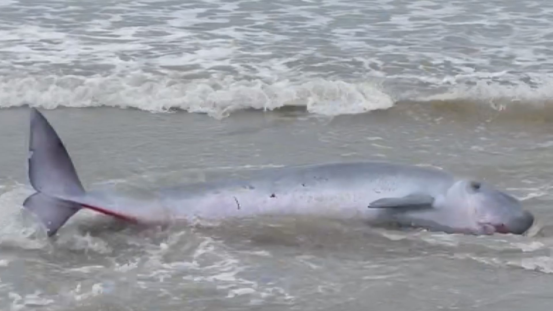 『クジラ乗り場はこちらです』 クジラ乗り場はこちらです』 海岸にクジラが打ち上げられる 体長約2.6