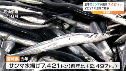 去年の宮城県沖のサンマ水揚げ量『7400トン』2021年以降で最多
