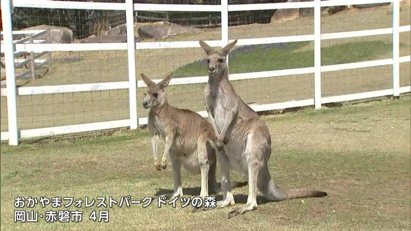 ドイツの森