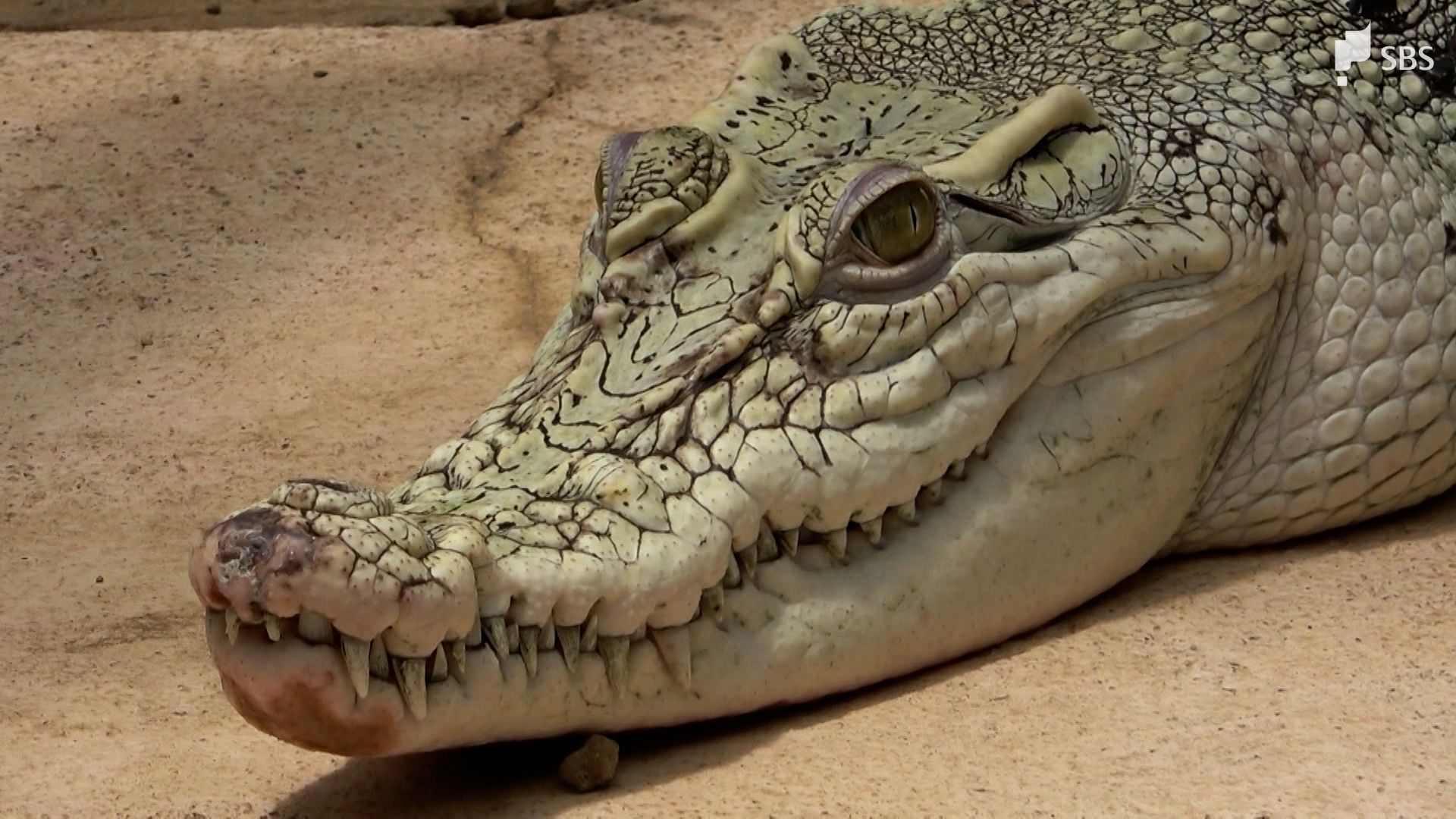 確かに白い!珍しい「イリエワニ」お目見え 7月15日から一般公開=静岡・熱川バナナワニ園 TBS NEWS DIG 確かに白い!珍しい「イリエワニ」お目見え 7月15日から一般公開=静岡・熱川バナナワニ園 TBS NEWS DIG