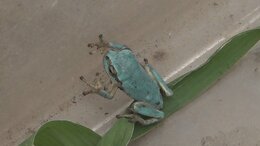 “幸せを呼ぶ青いアマガエル”見つかる　なぜ青い？その理由とは…　「自分は緑になっている」と思いこんでいる？　ちょっぴり悲しい側面も　発見者には実際に“ラッキーな出来事”も！？|TBS NEWS DIG
