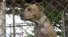 闘犬ピットブルに襲われ重傷　女性が飼い主と”140万円”で和解　「行政はしっかりルールを作ってほしい」海外では飼育禁止する国も|TBS NEWS DIG