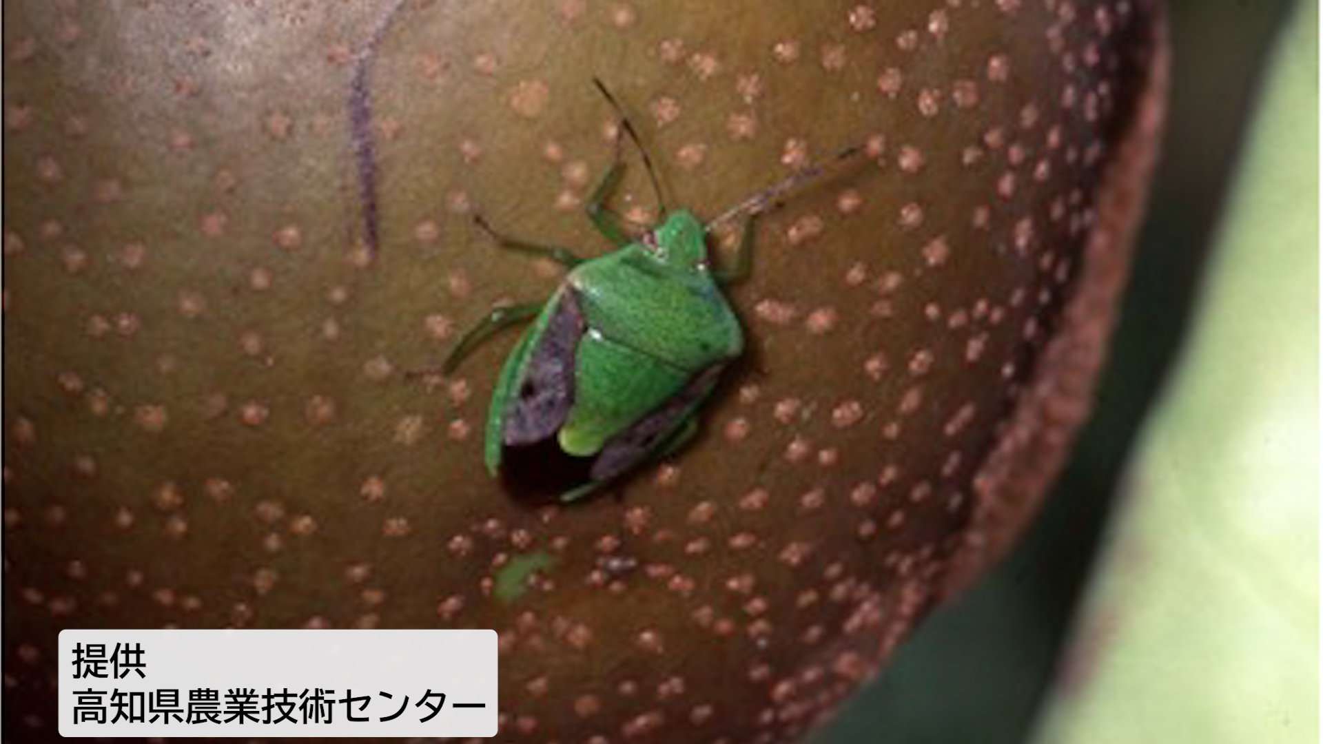 【カメムシ／発送方法修正】テレビ 気づけば家の中に…お邪魔虫「カメムシ」正体と対策は？ | 石川県の