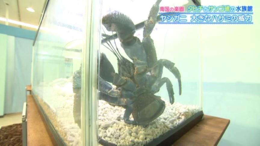 ヤシの木に登っている姿を目撃され名付けられた「ヤシガニ」 いよてつ