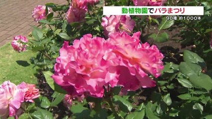 なが～い名前のバラも見ごろ！約1000本が咲き誇る 熊本市動植物園