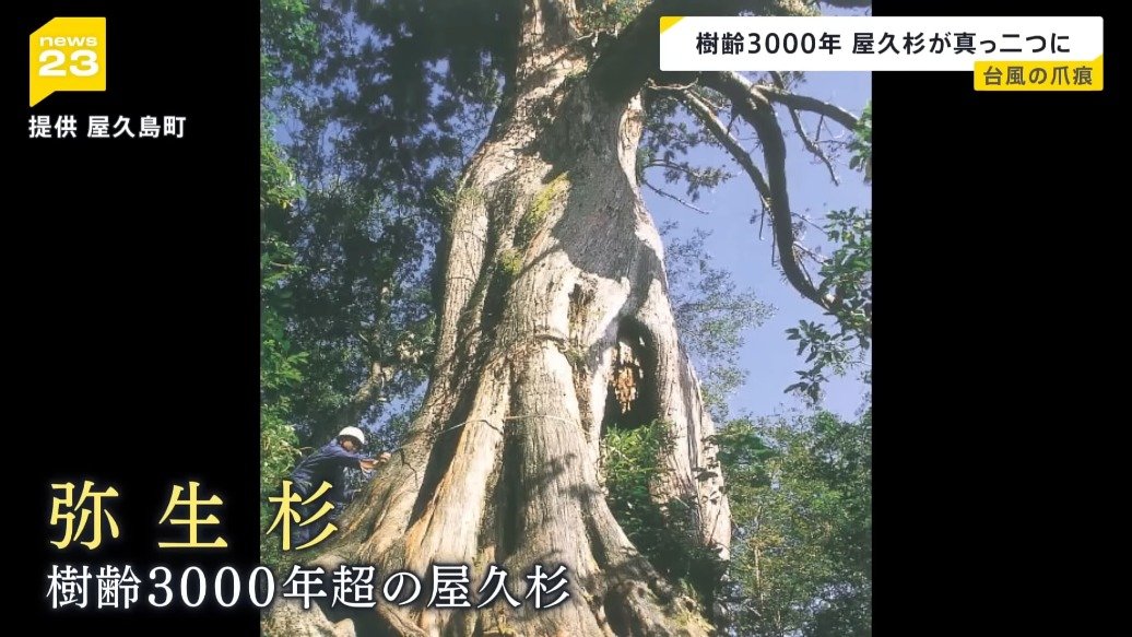 樹齢3000年の屋久杉が真っ二つに…「台風10号」各地で爪痕 熱帯低気圧に