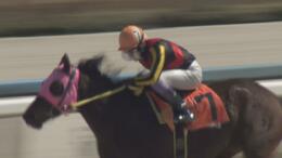 「競馬で死ぬのは嫌じゃない」金沢競馬で奮闘！富山出身、田知弘久ジョッキー　落馬で首の骨を折る大けが乗り越え復活　新シーズンにかける思い|TBS NEWS DIG