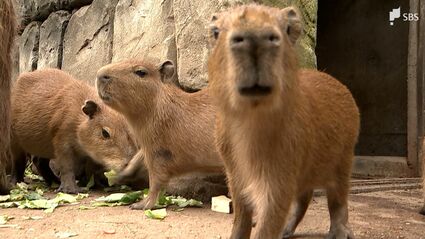 カピバラページ カピバラ親子の展示時間について | 竹島水族館