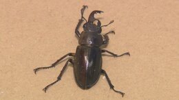 【ミヤマクワガタ】「全国で数年に1回」の"雌雄モザイク"　体の右がメスで左がオス　熊本県山鹿市で見つかる|TBS NEWS DIG