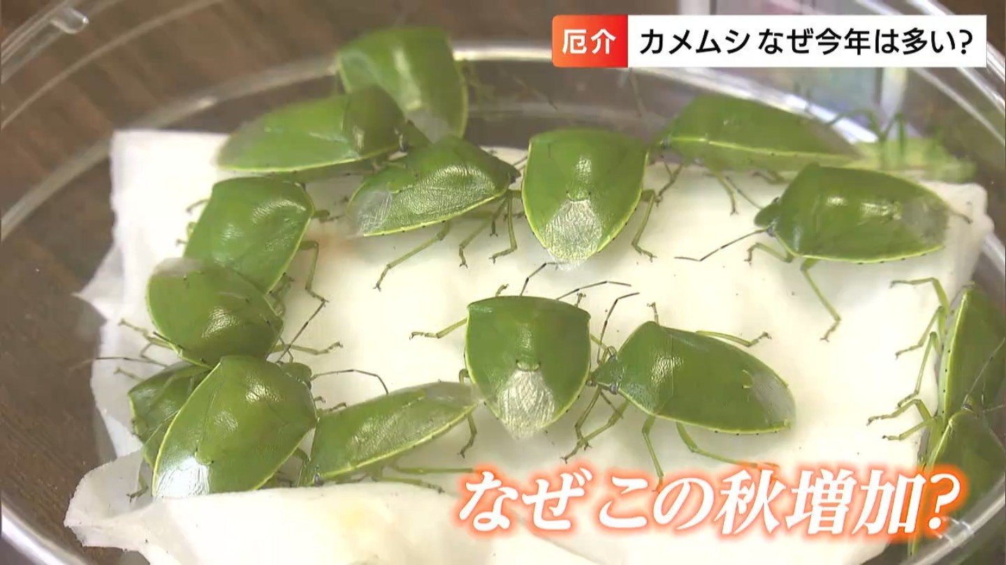 ティッシュで掴むべからず】この秋大量発生の“カメムシ”は「臭いも一級