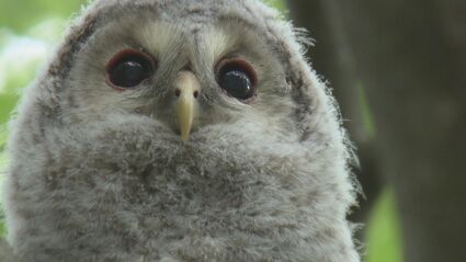 モフモフ…かわいすぎる！フクロウの赤ちゃん うとうと、ウインク