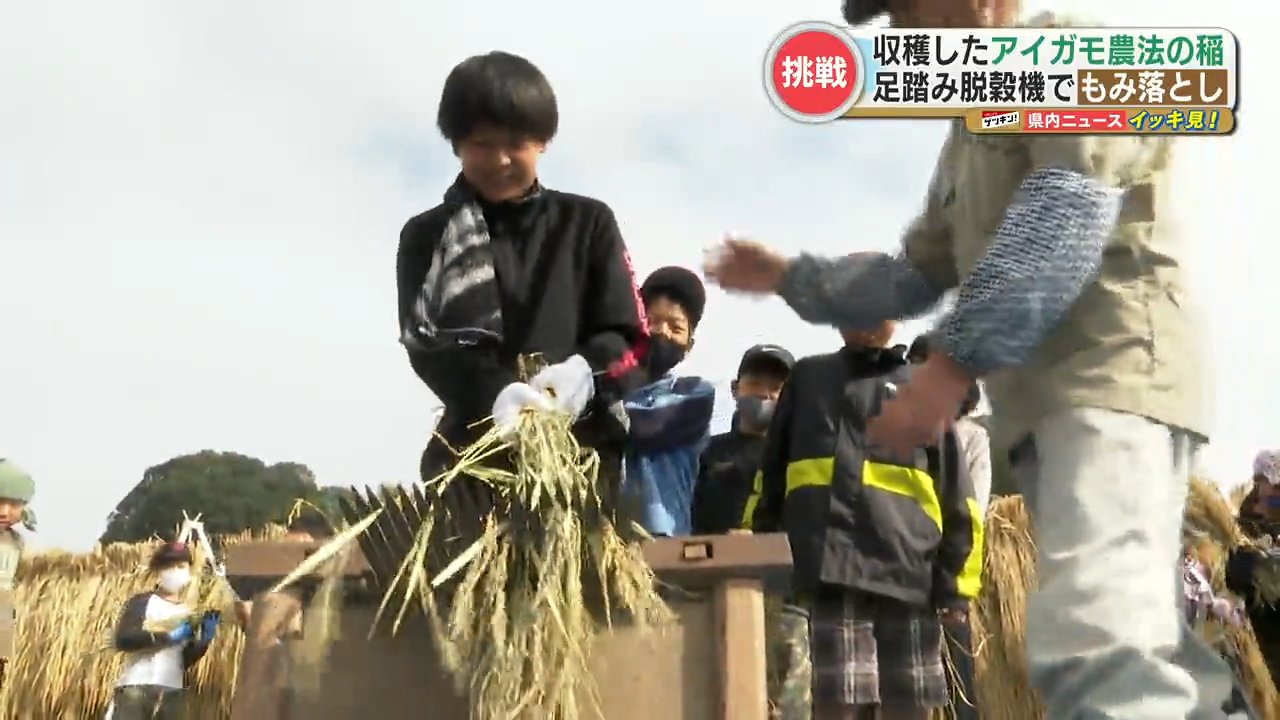 小学生が稲穂からもみを落とす作業『脱穀』体験 「千歯こき」や