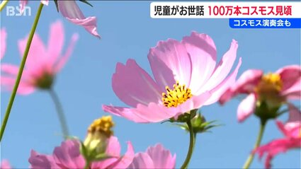 コスモス 闘病中の友人を励ますために植えたコスモスが100万本に」地元の児童が