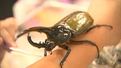 欲しかったヘラクレス！」100匹のカブトムシやクワガタがあたる抽選会