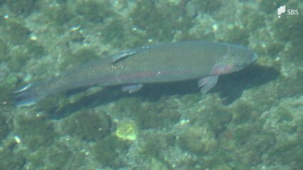地元から認めてもらって全国に発信できたら」ニジマスの生産量日本一