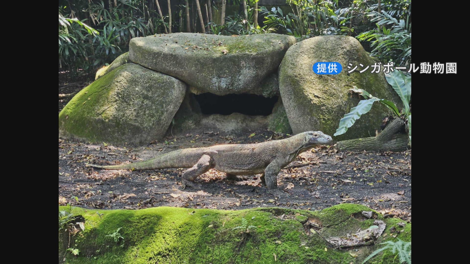 世界最大のトカゲ「コモドドラゴン」がやってくる！ 展示が実現すれば
