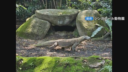 世界最大のトカゲ「コモドドラゴン」がやってくる！ 展示が実現すれば