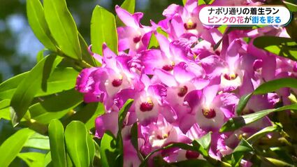 ピンクの着生ラン科植物 青空のもと風に揺れる白とピンクの花 ナポリ通り並木の“着生ラン”見