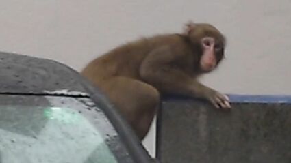 ★猿★プロフ確認して下さい。 サル出没 天文館・与次郎・谷山などの市街地にも 鹿児島市の広範囲で