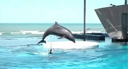 日本海を背景にイルカの「ドルフィンパフォーマンス」マゼランペンギン