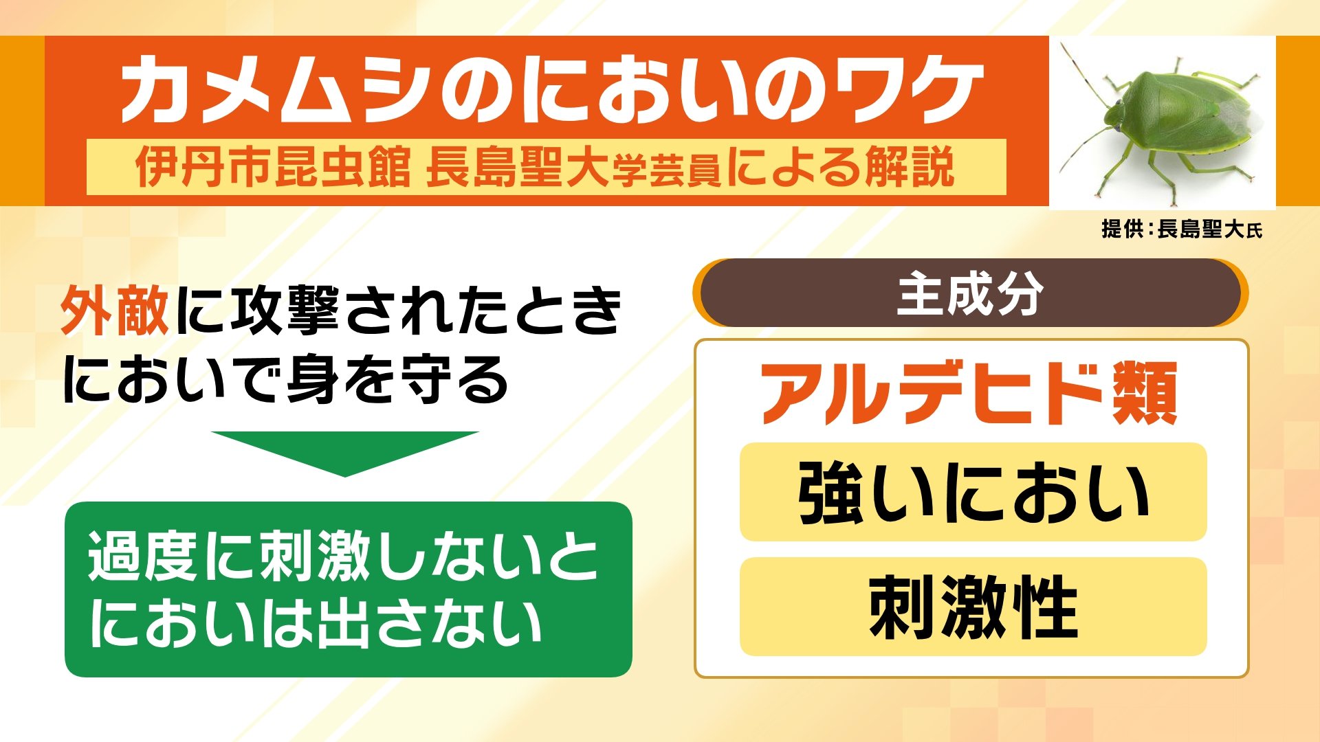 【カメムシ／発送方法修正】テレビ 無農薬でカメムシ駆除】ペットボトルだけで簡単確実な捕獲方法