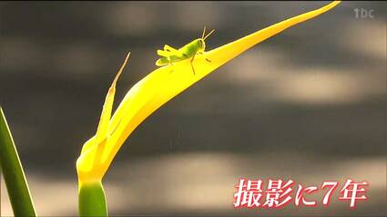 きっかけは「子どもたちに普段食べている野菜の花を見てほしい」自分の