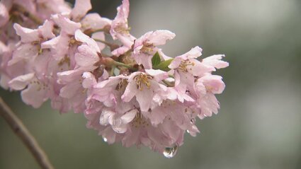 エドヒガンザクラ 約50本が今満開に 韮崎市・穴山さくら公園 | 山梨の