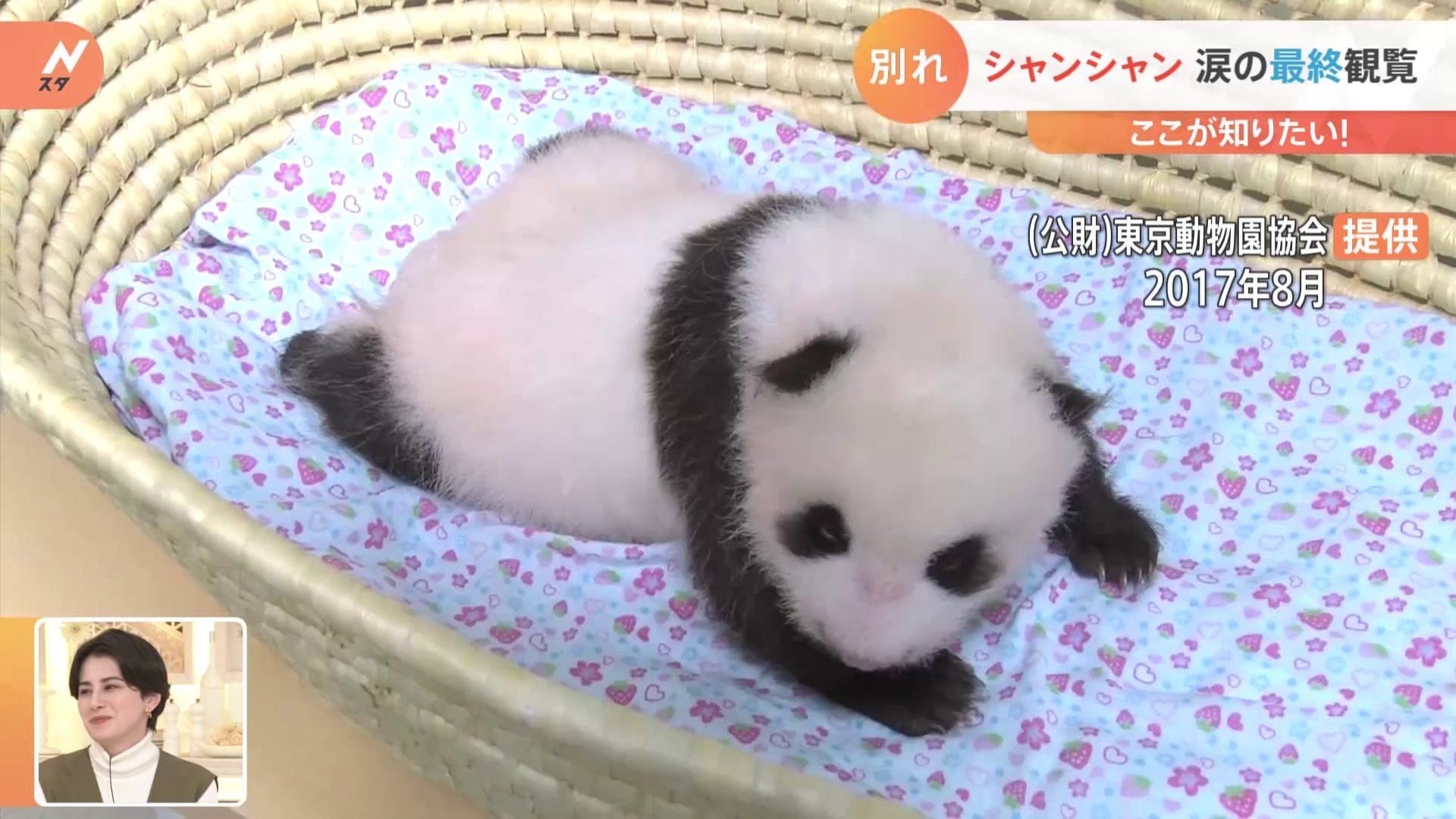 週末限定お値下げ 上野動物園パンダ シャンシャンの傘 上野動物園のパンダ「シャンシャン」 涙の最終観覧 今後、中国でどんな