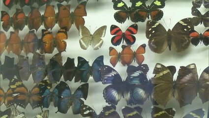 世界中で採集されたチョウとガの標本約1万点 倉敷市立自然史博物館で