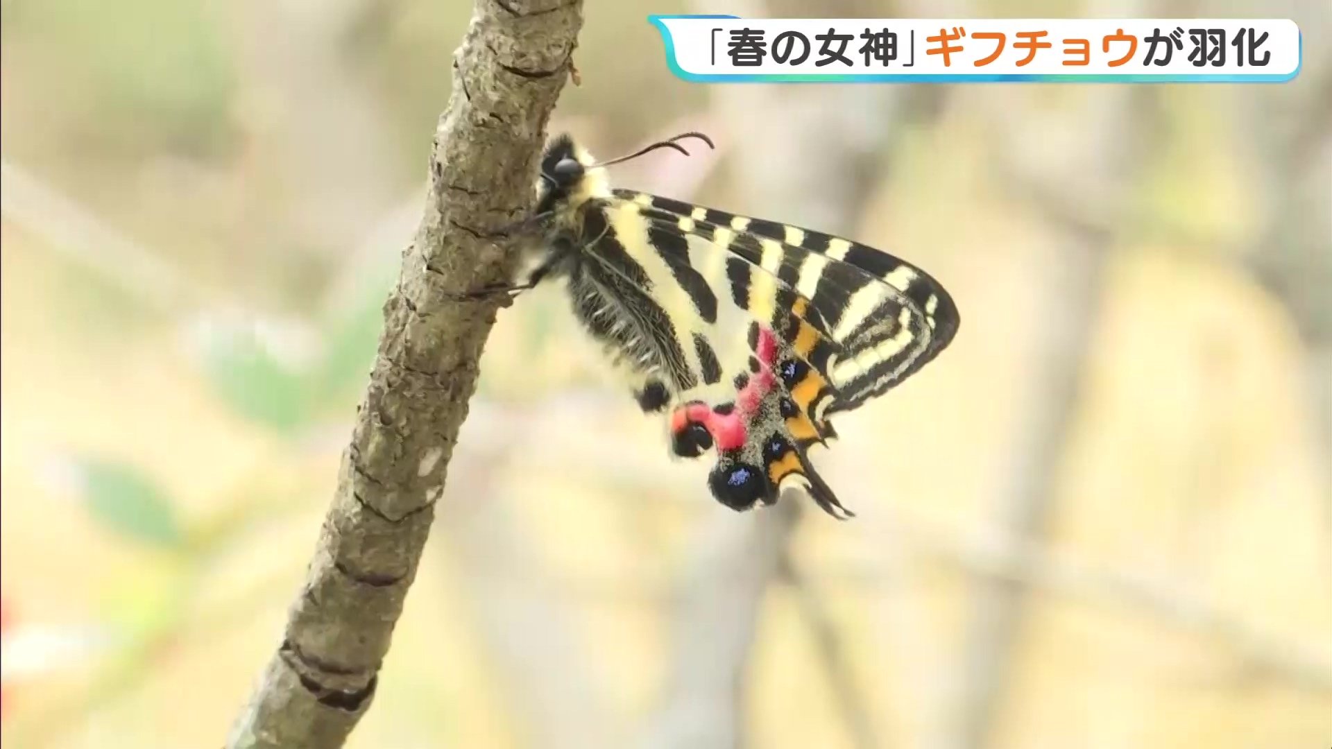 120匹のサナギから次々と… 広島・三次市で「ギフチョウ」が羽化
