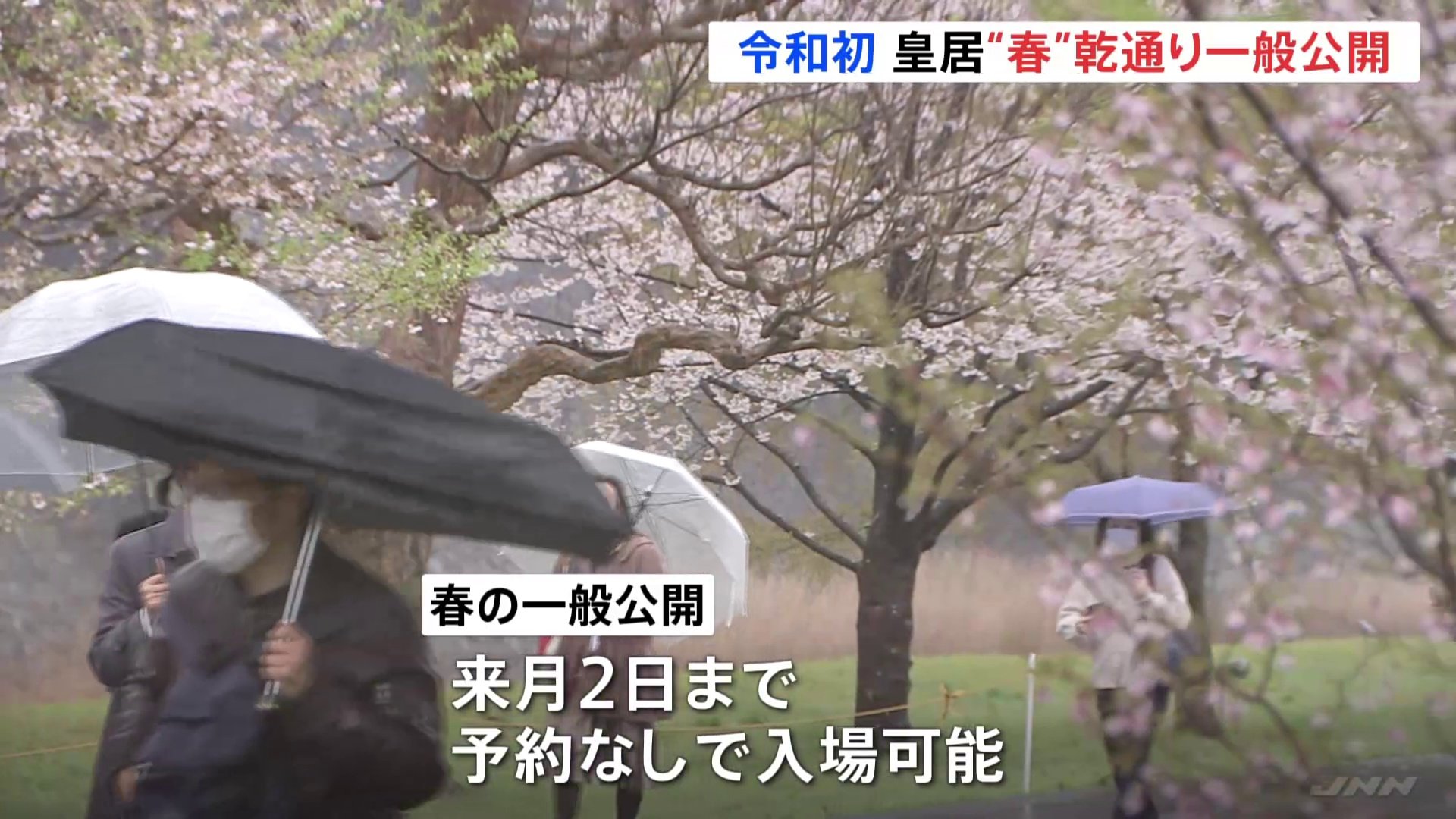 あいにくの雨の中 見ごろの桜を目指し多くの人が集まる 皇居・乾通り春の一般公開始まる | TBS NEWS DIG