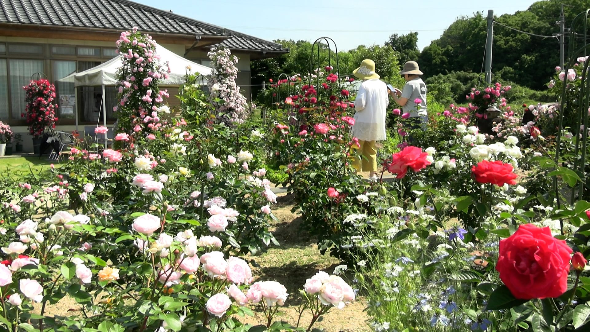 約360品種のバラが咲き誇るのは“個人の庭” 無料で開放【岡山・津山市