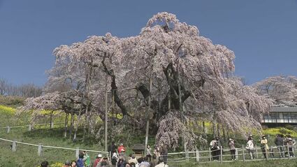 桜ってこんなにも感動させるんだ」日本三大桜・三春滝桜が満開 福島