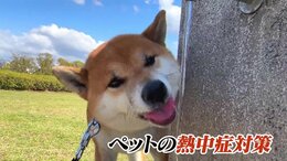 ペットもかかる“熱中症” 散歩や室内での過ごし方など これまでの当たり前は通用しない？ 飼い主が知るべき「新常識」|TBS NEWS DIG