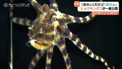海の”最凶”生物が一般公開 猛毒のヒョウモンダコに子供たちは釘付け
