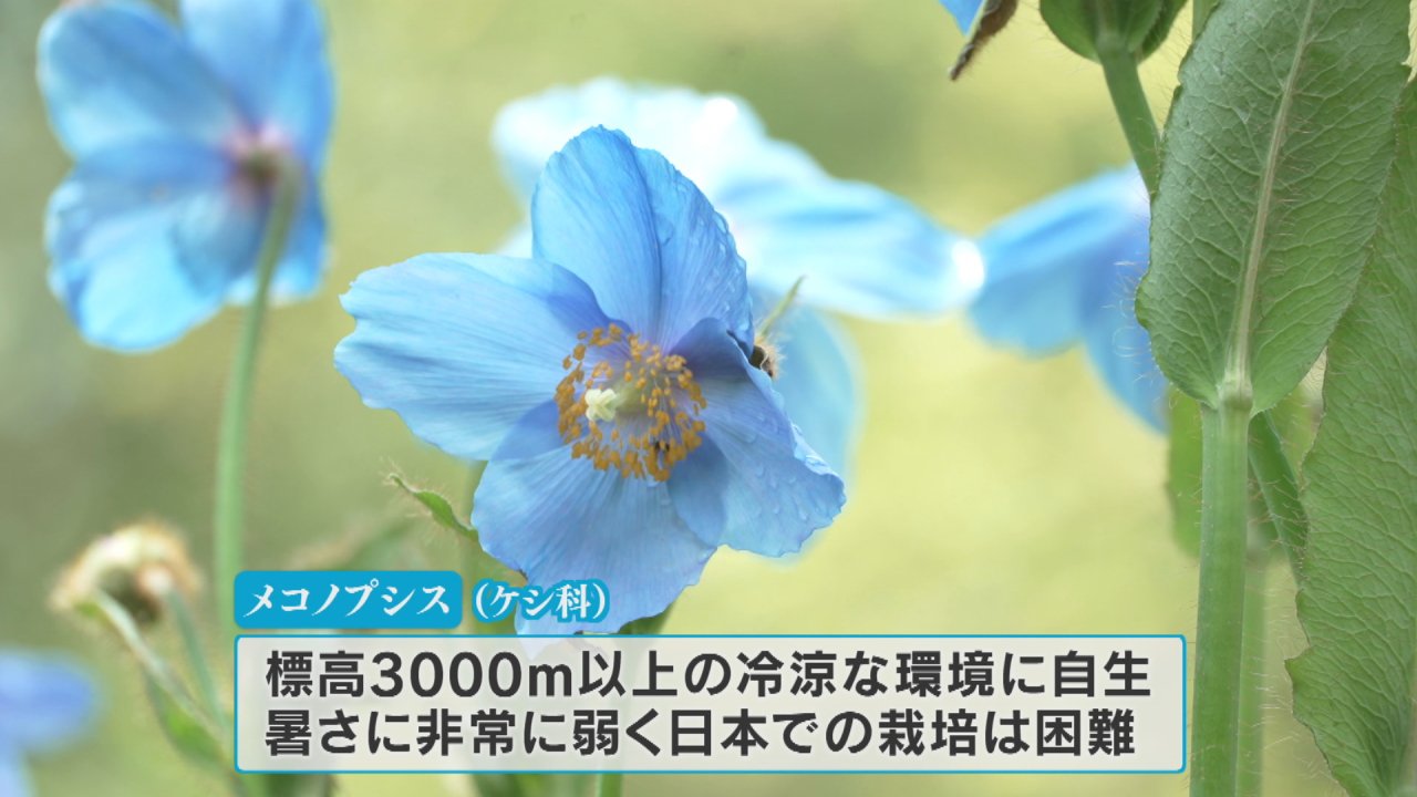 ヒマラヤの青いケシ「メコノプシス」 透き通るような青い花 一般公開