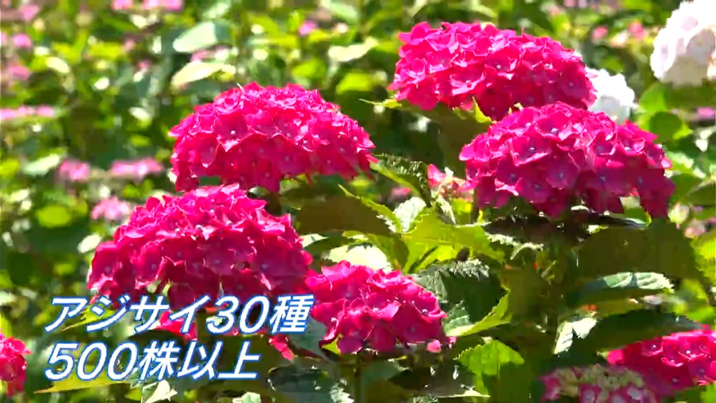 日置市東市来町でアジサイ見ごろに「洗川あじさい園」 鹿児島 | TBS