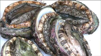 今日のこの日に感謝します！アワビ。 こんな大きなアワビは見たことない」年末恒例「あわびまつり」用意した