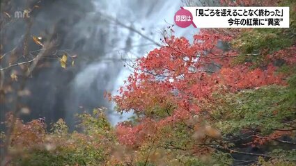 五ケ瀬町では見ごろも・・・宮崎県内の紅葉に