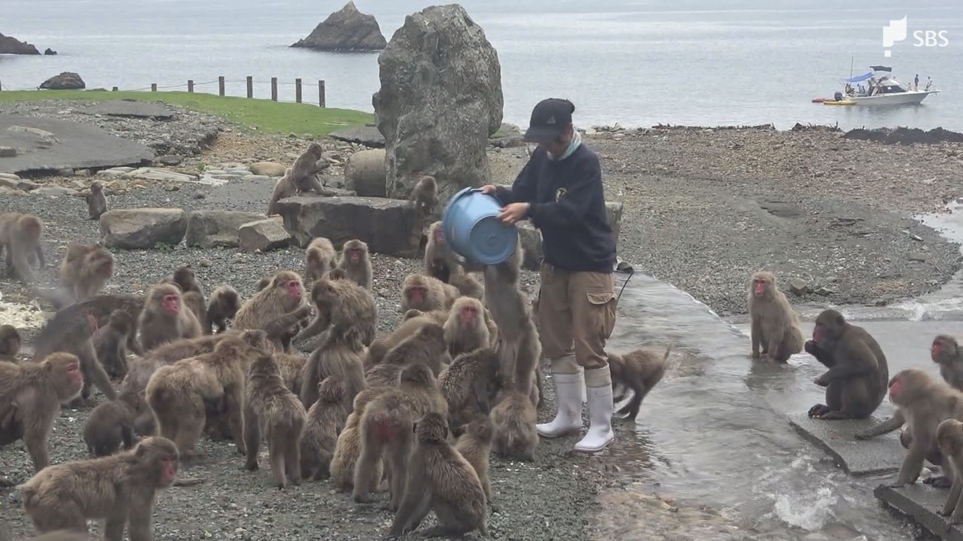 野生のサルも心配そう 土砂流れ込んだ波勝崎モンキーベイ復旧の目処
