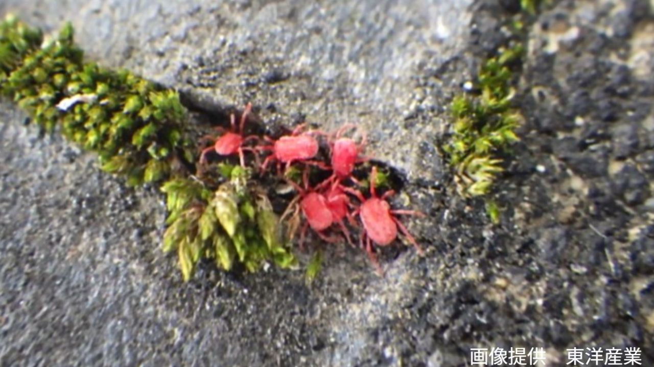 コンクリートにわらわら】目を凝らすとあちこちにいる「すごく小さな