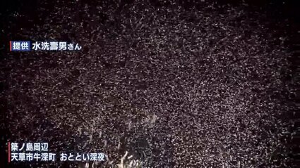 真夜中の海で“神秘の光景” 水深3～6mに広がるピンク色の物体とは